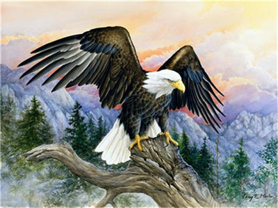 Eagle Kits De Peinture Par Numéros Pour Adulte Y5383