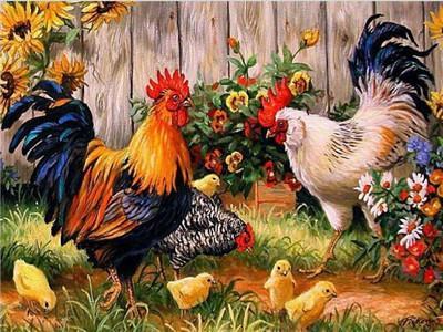 Animaux Rooster Kits De Peinture Par Numéros Pour Adulte Y5523