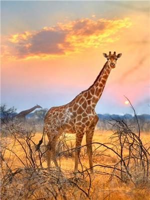 Animaux Giraffe Kits De Peinture Par Numéros Pour Adulte Y5610