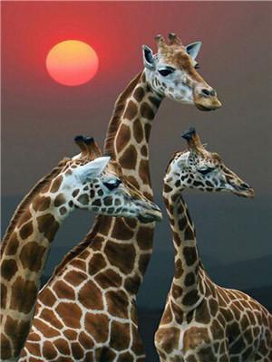 Animaux Giraffe Kits De Peinture Par Numéros Pour Adulte Y5700